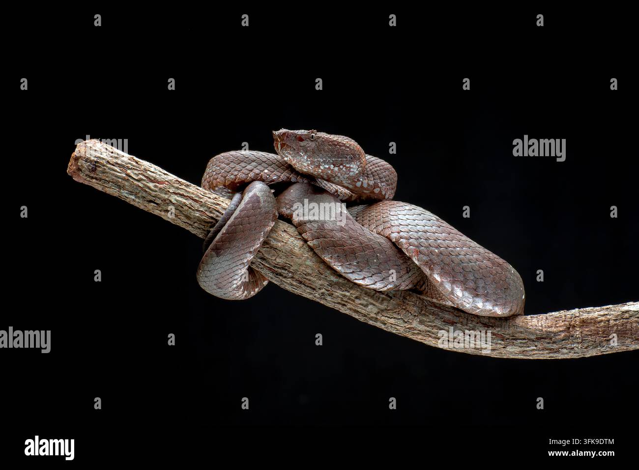 Vipera di Sumatra (Trimeresurus sumatranus) avvolta su un pezzo di legno galleggiante Foto Stock
