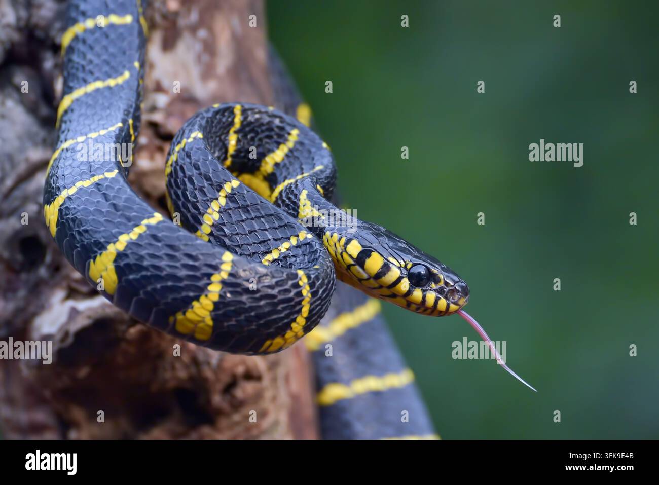 Vipera delle mangrovie (Trimeresurus purpureomaculatus) avvolta su un ramo secco Foto Stock