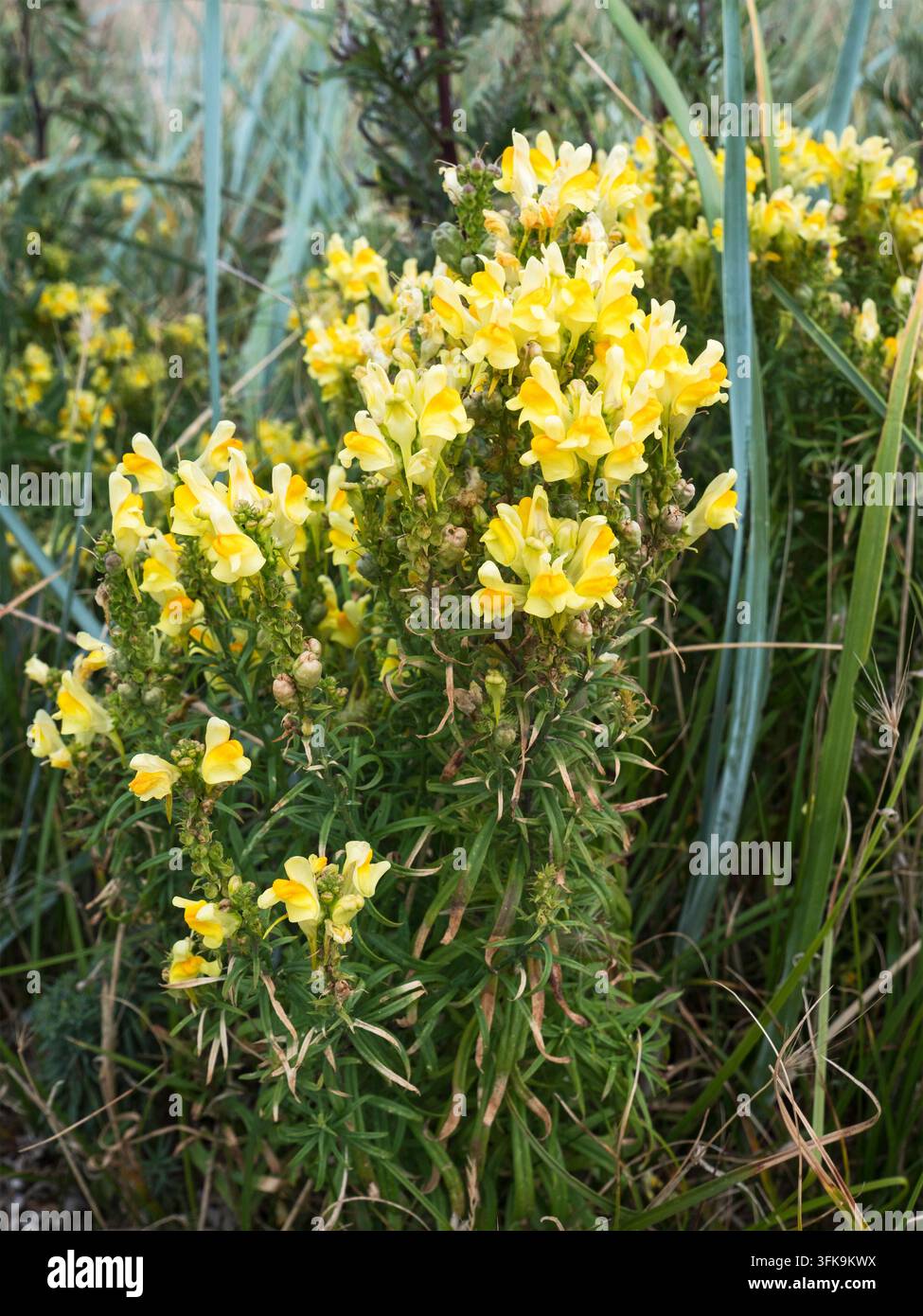 Fiori gialli della linaria comune, Linaria vulgaris, nel Northumberland, Regno Unito. Foto Stock