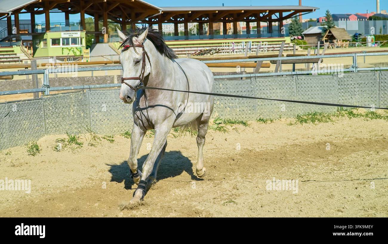 Cavallo bianco che si lancia e corre in un'arena equestre sabbiosa con un riparo in legno sullo sfondo Foto Stock