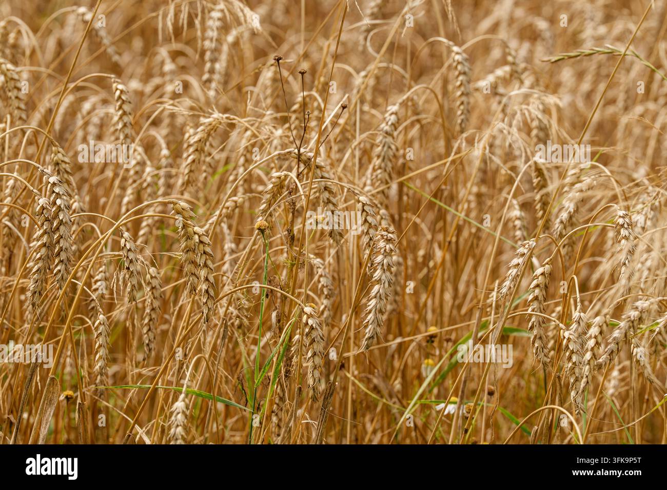 Campo di grano invaso da erbacce prima della raccolta Foto Stock