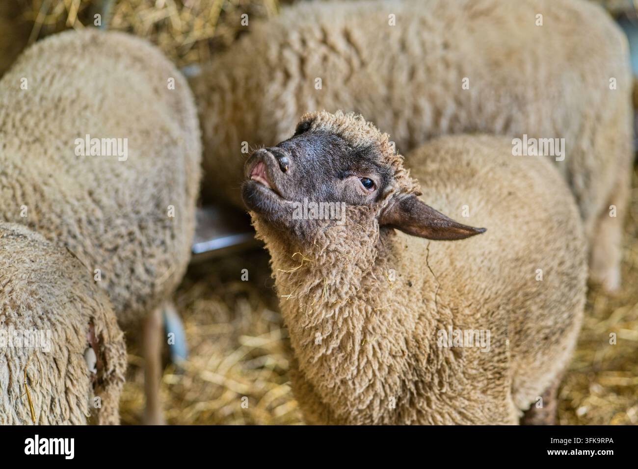Gregge di pecore con lana spessa all'interno di un fienile di fattoria, in piedi su letti di paglia Foto Stock