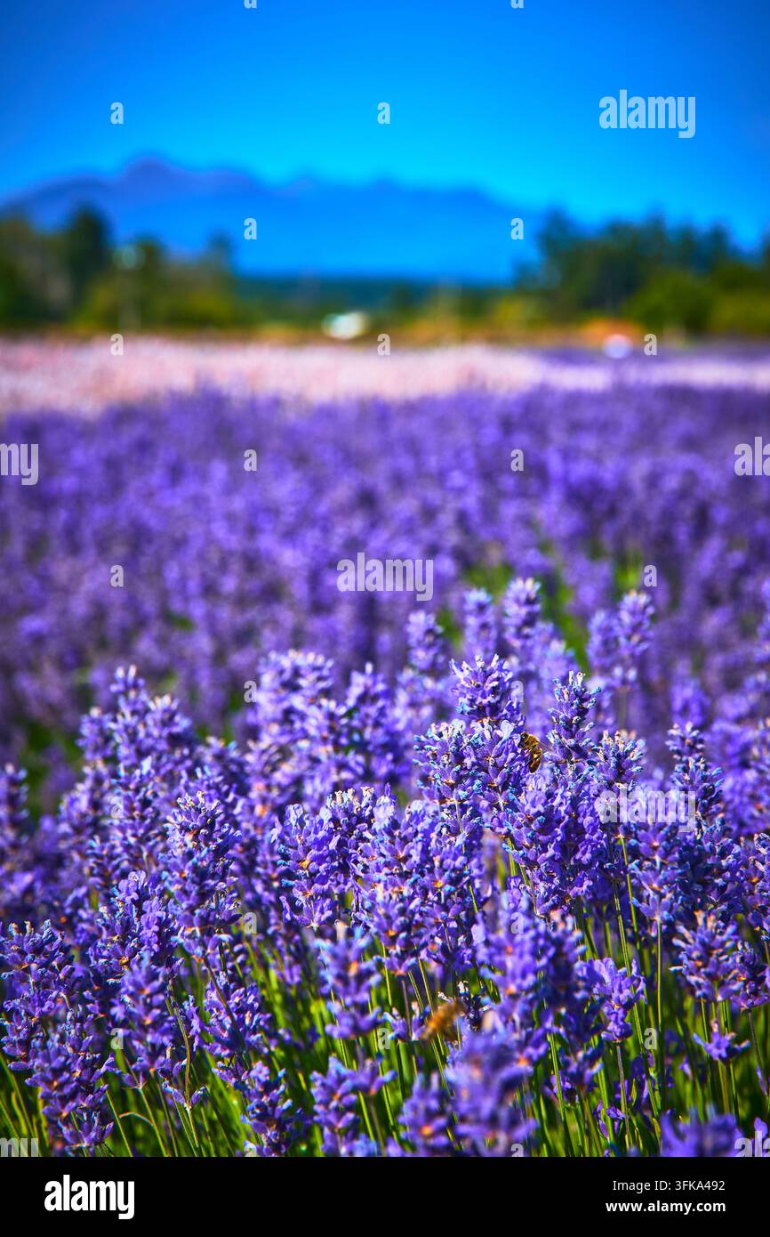 File di fiori di lavanda profumati si estendono su una vivace fattoria a Sequim, Washington, con api che impollinano i fiori viola. Cieli azzurri limpidi e dis Foto Stock