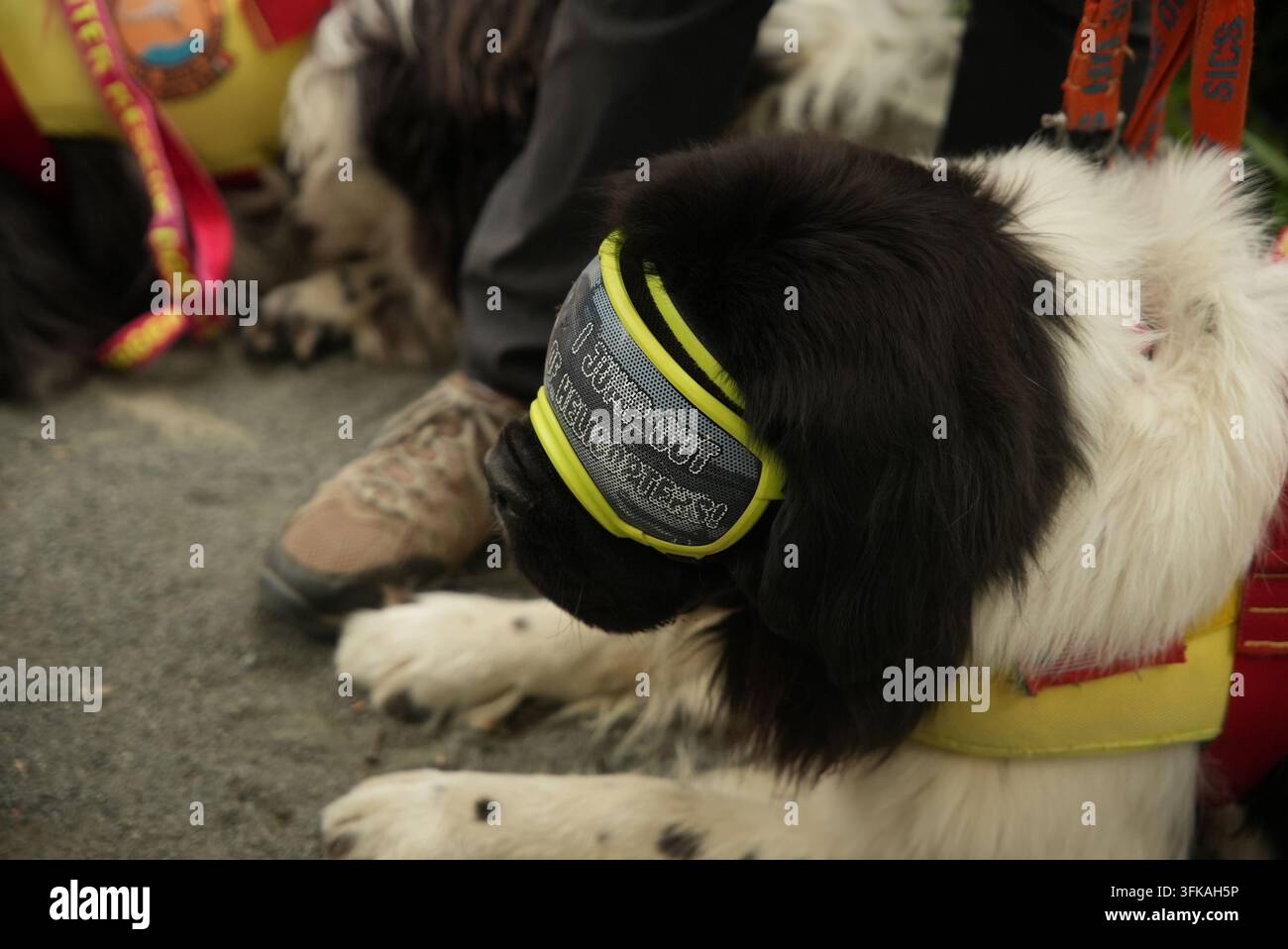 Cani e proprietari di animali domestici a una parata di cani nel Bryant Park, Midtown Manhattan, New York City, USA, che celebrano gli animali domestici e la cultura canina. Foto Stock