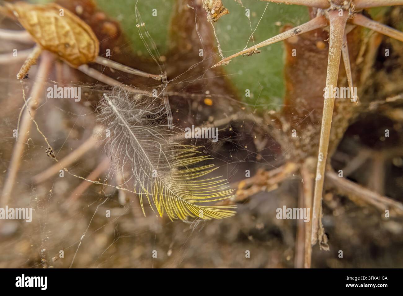 Una piuma gialla e grigia incastrata in una ragnatela tessuta in un cactus, immagine composita a messa a fuoco impilata catturata nella nursery di una fattoria Foto Stock