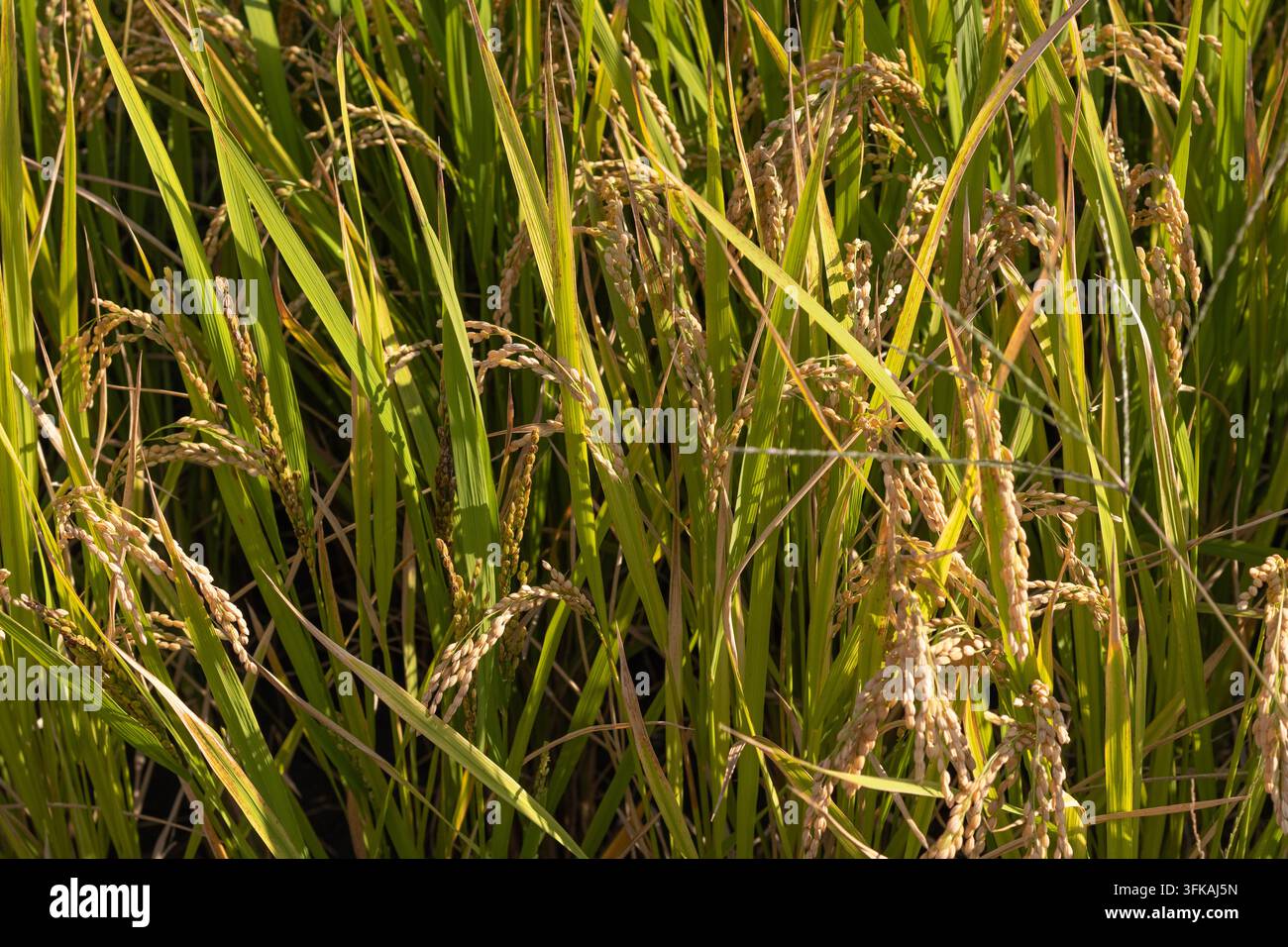 Piante di riso mature in un campo di riso dorato pronte per il raccolto autunnale Foto Stock