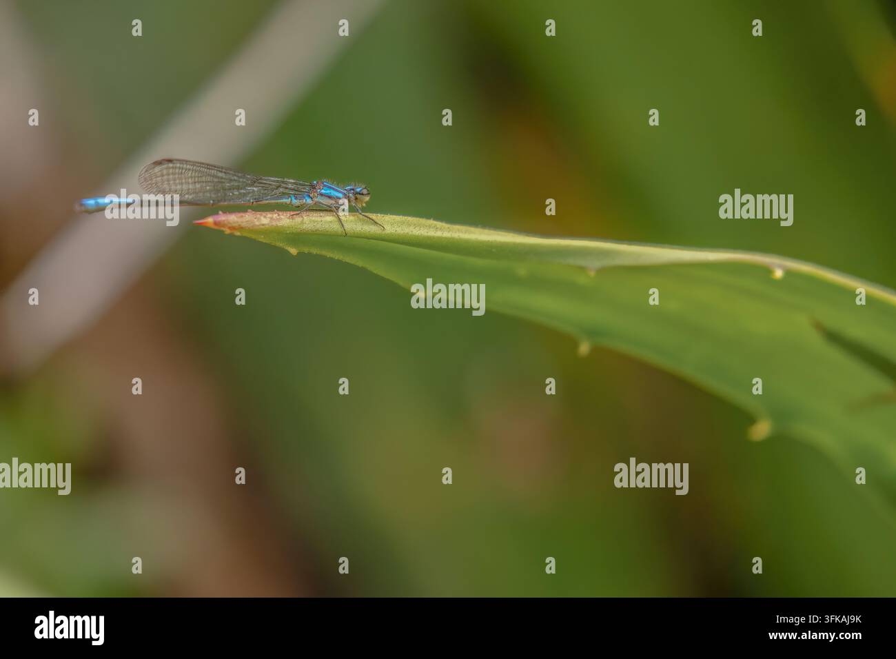 Una libellula Mesamphiagrion laterale blu che riposa su una foglia, in una foresta della Cordigliera orientale delle Ande, nella Colombia centrale Foto Stock