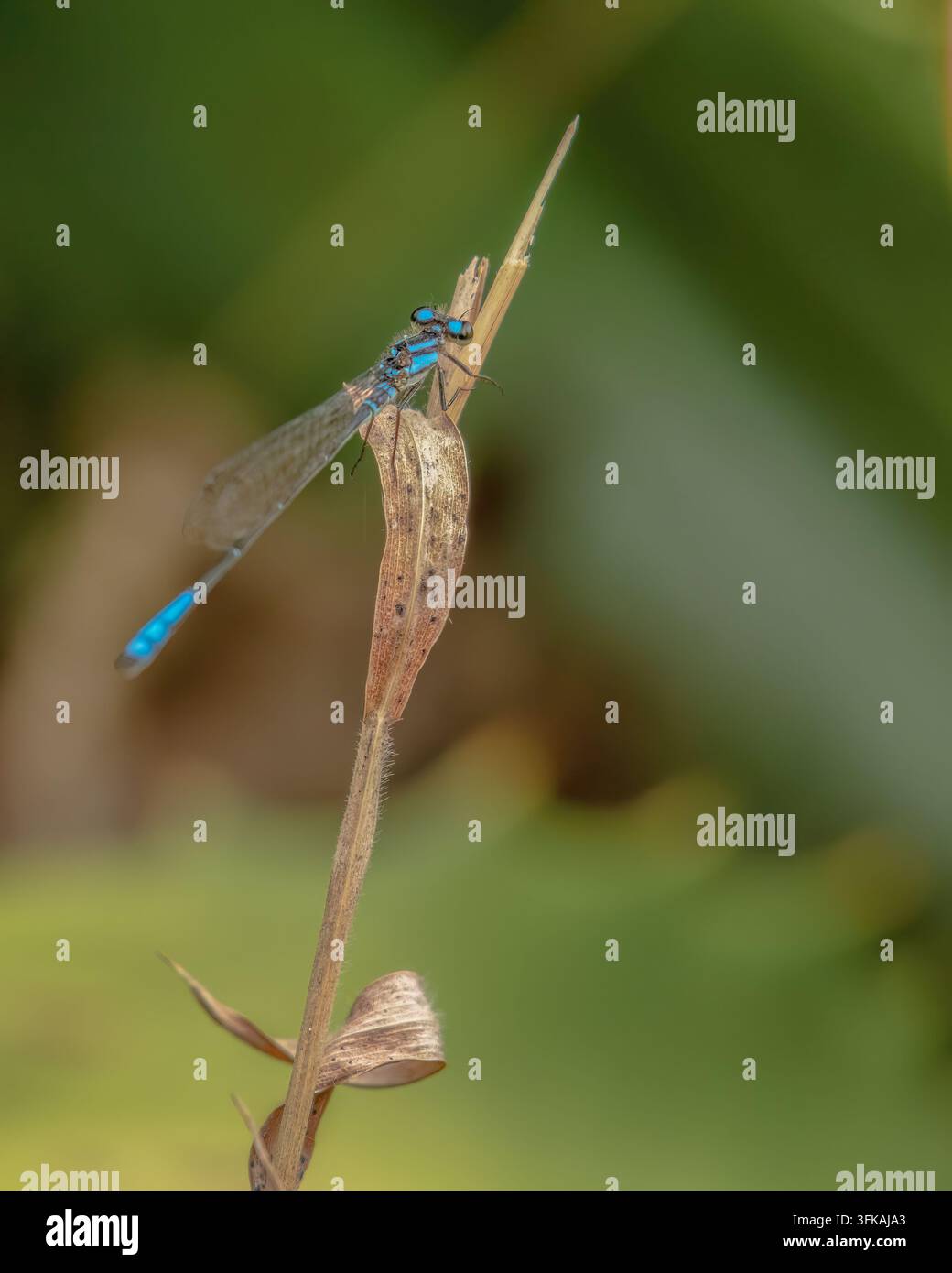 Una libellula Mesamphiagrion laterale blu che riposa su una foglia, in una foresta della Cordigliera orientale delle Ande, nella Colombia centrale Foto Stock