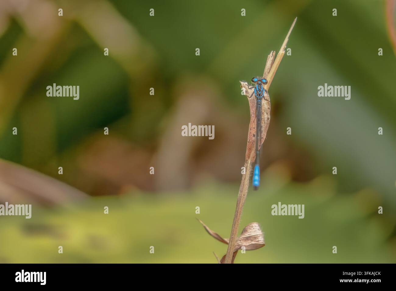 Una libellula Mesamphiagrion laterale blu che riposa su una foglia, in una foresta della Cordigliera orientale delle Ande, nella Colombia centrale Foto Stock