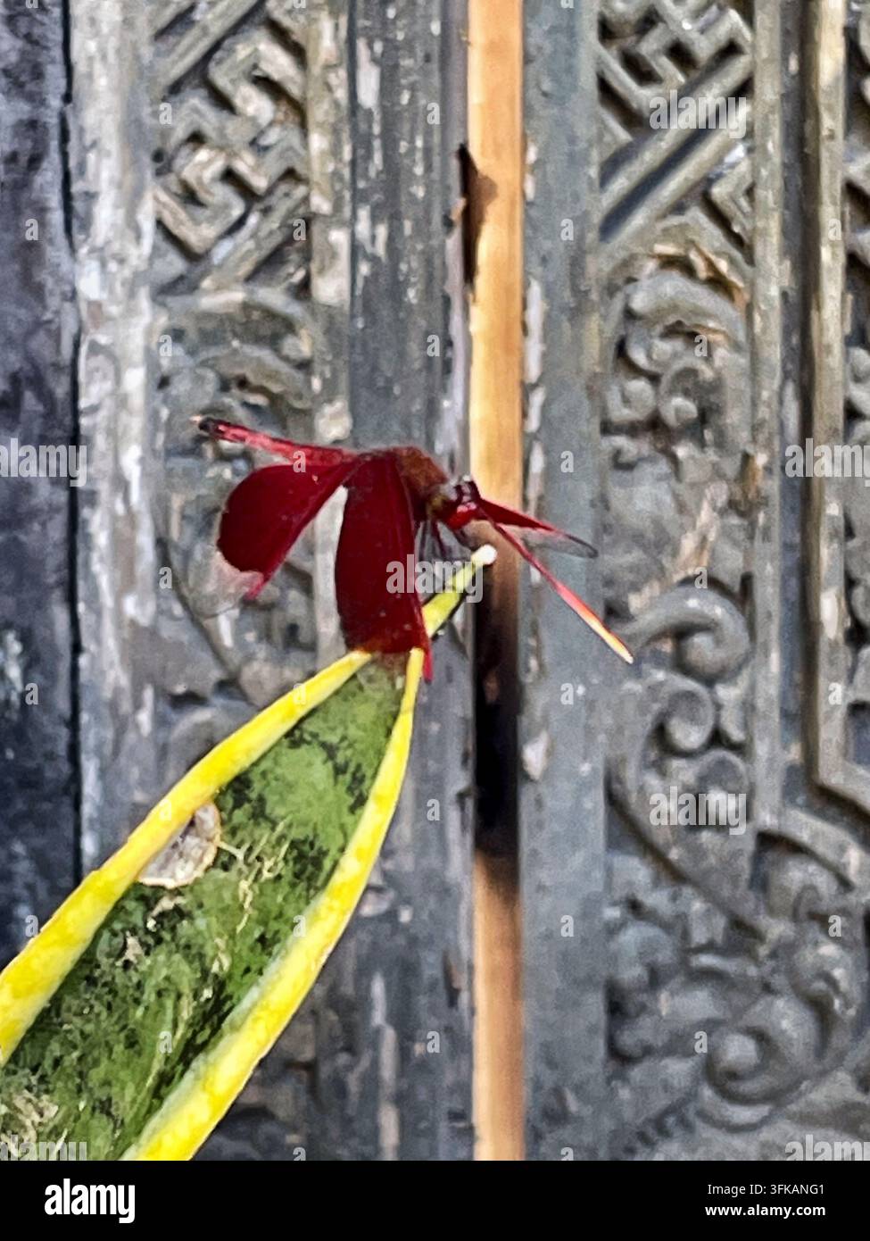 Libellula rossa appollaiata su una foglia di pianta tropicale a Bali, Indonesia, il 13 aprile 2026. Foto Stock