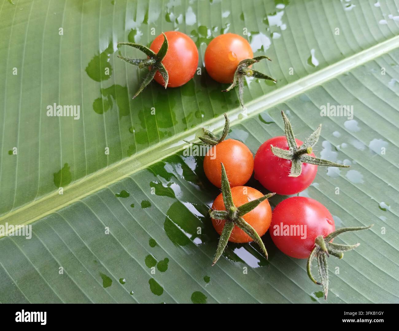 Pomodori ciliegia freschi con calice verde su foglia di banano bagnata con goccioline Foto Stock