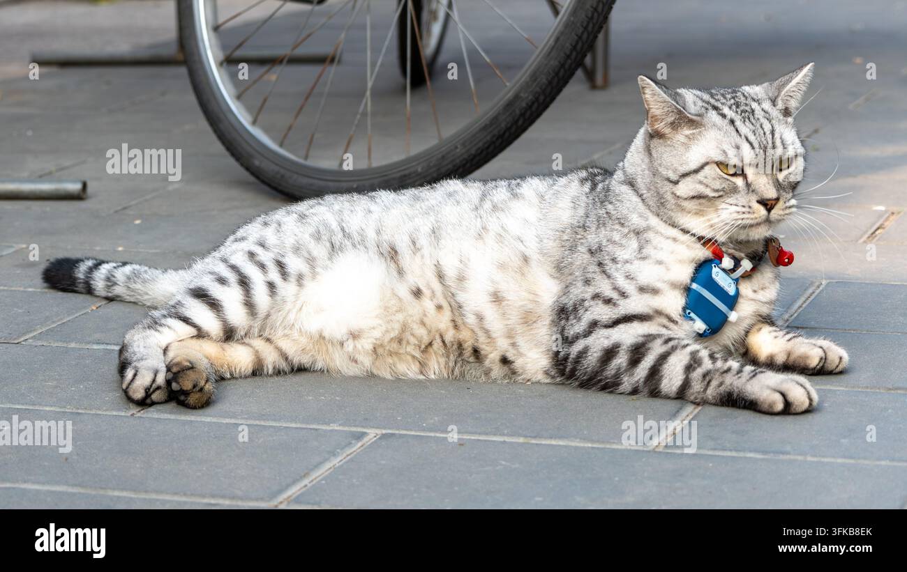 Gatta American Shorthair tigrata carina che si rilassa sul terreno della strada Foto Stock