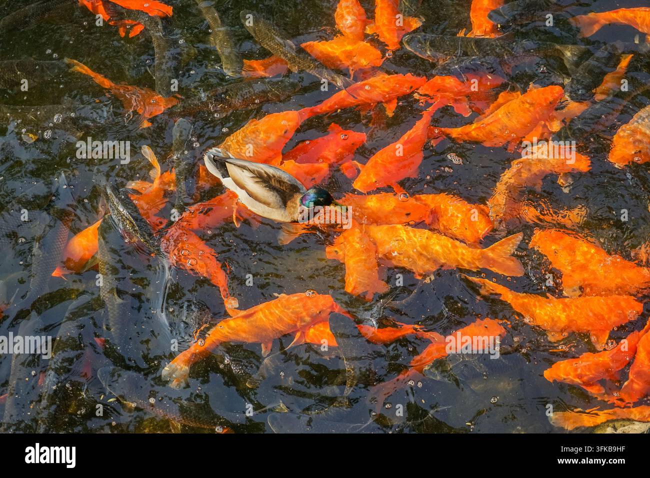 Anatra reale che nuota attraverso uno sciame di carpe koi rosse Foto Stock