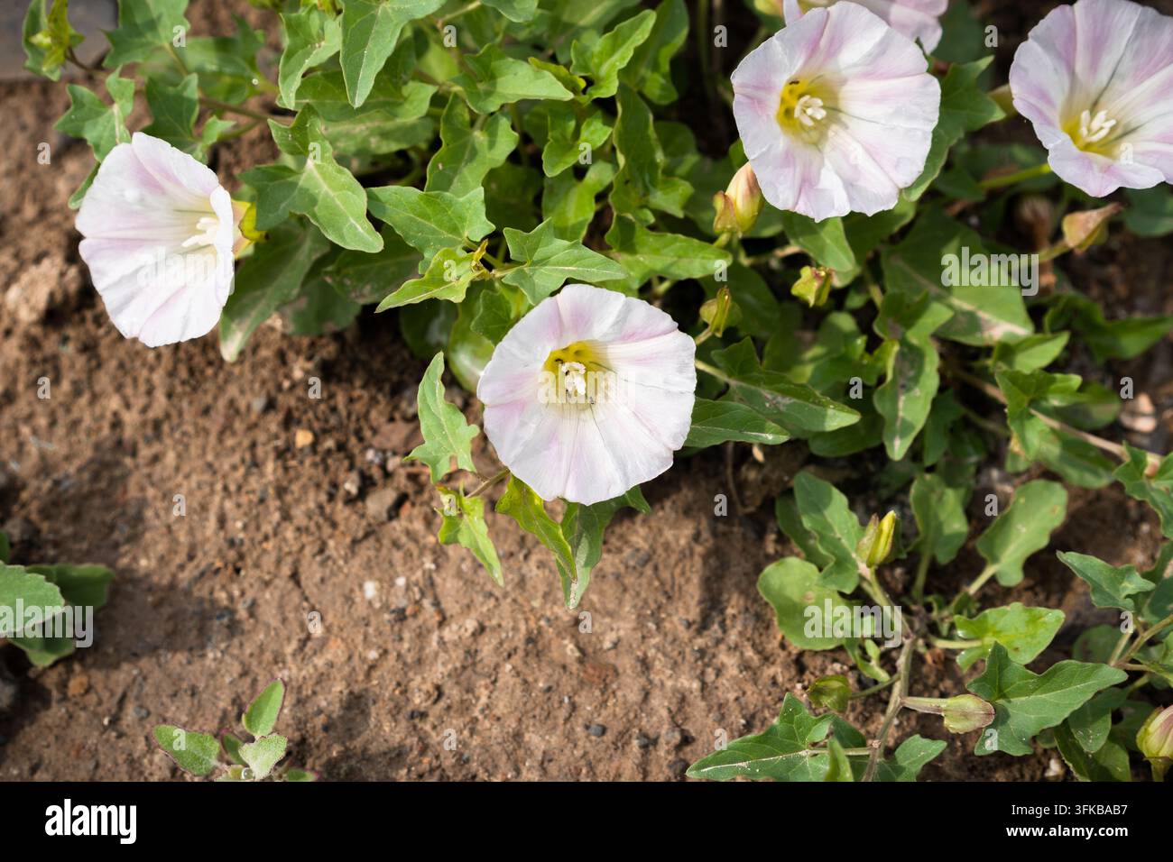Vista dall'alto di convolvolo rosa e bianco in fiore sul terreno Foto Stock