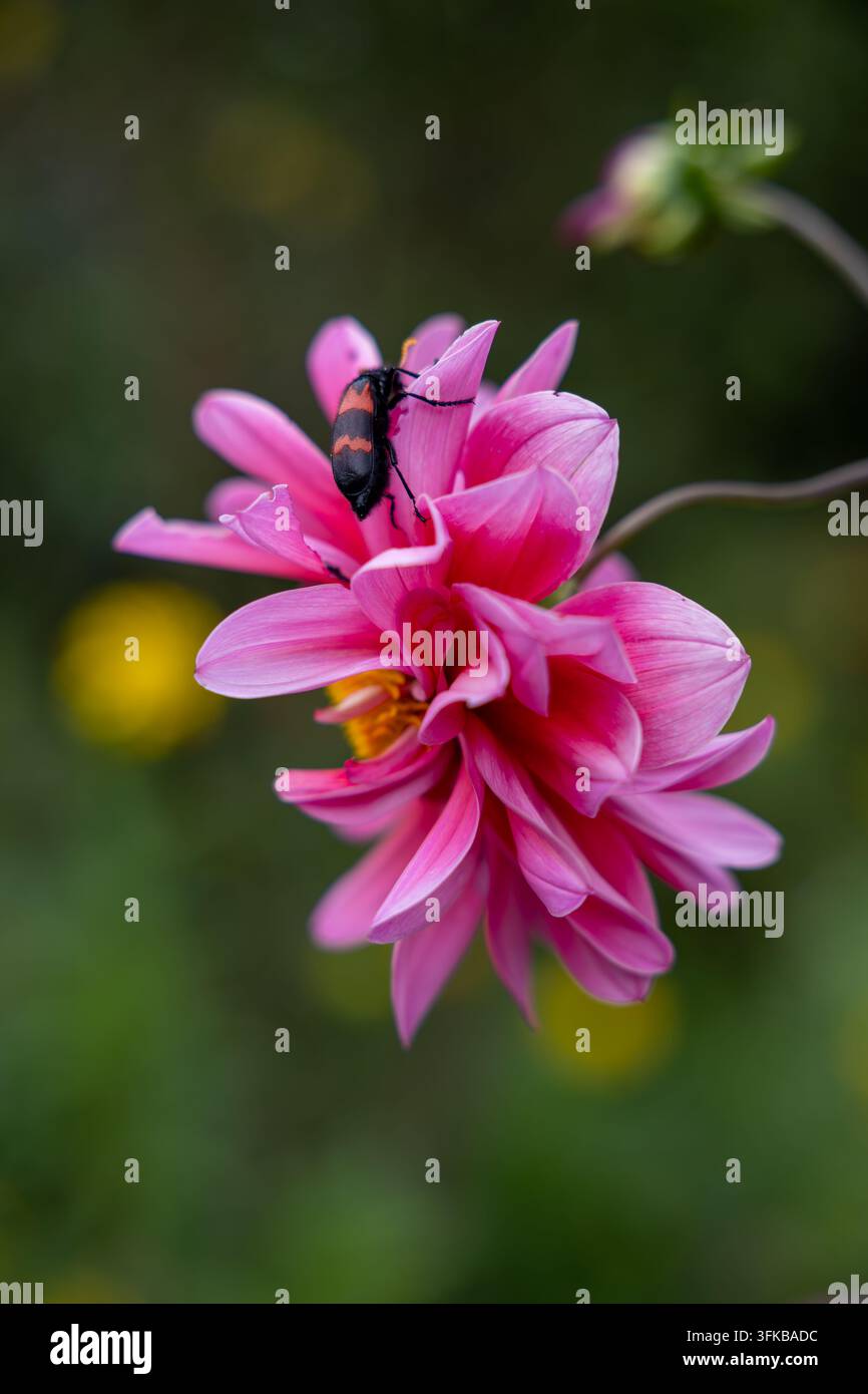 Scarabeo, forse scarabeo vescicante, che striscia su petali di dalia rosa, Kenya Foto Stock