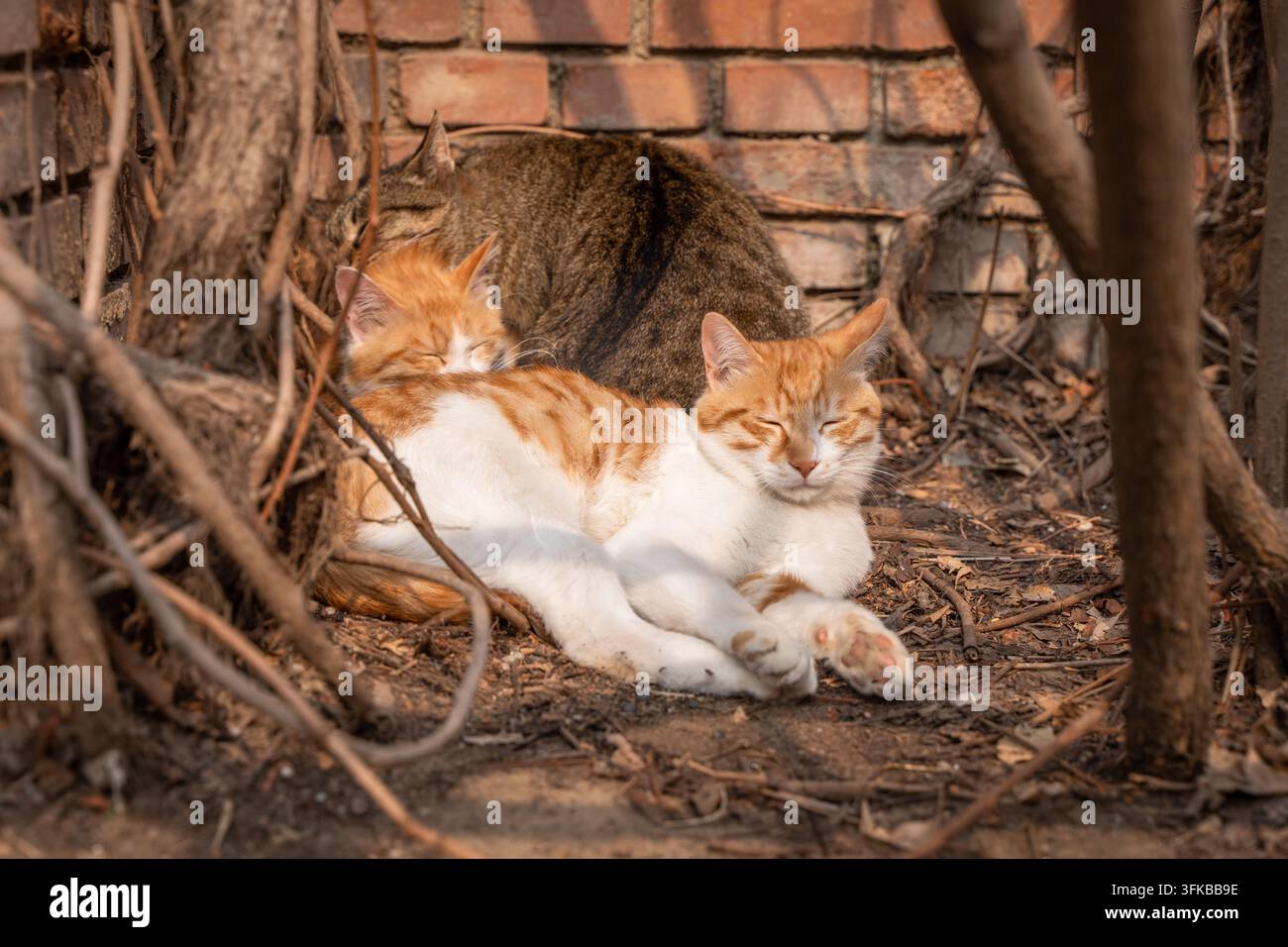 Gatto randagio tigrato arancione e gatto tigrato che dormono al sole vicino a un muro di mattoni rossi Foto Stock