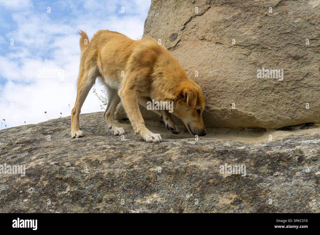 Un cane simile a una volpe rossa si trova su una roccia e annusa una pietra. Cielo blu con nuvole sullo sfondo. Foto Stock