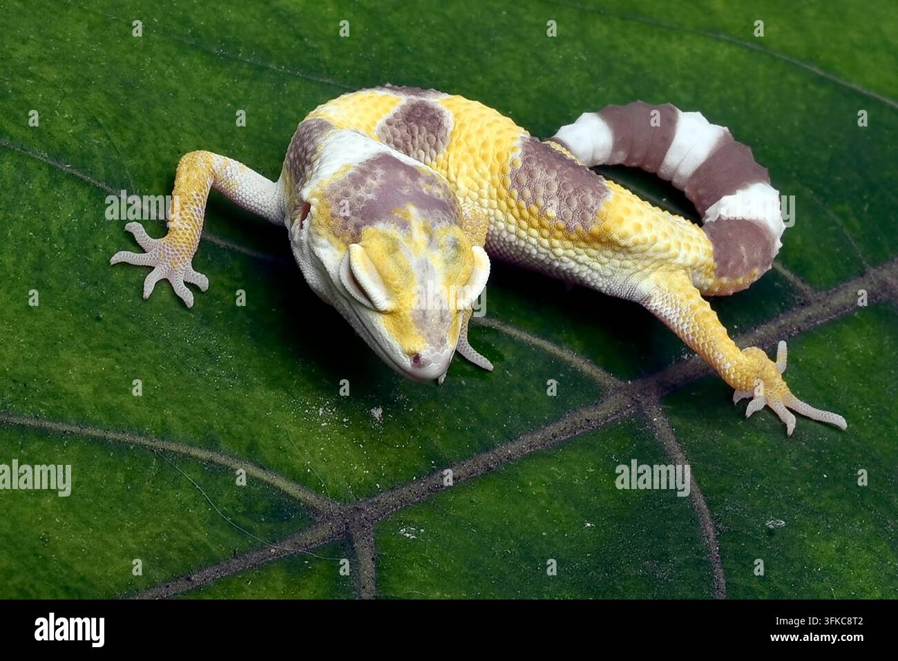 Un geco leopardo si trova su una foglia verde. Foto Stock
