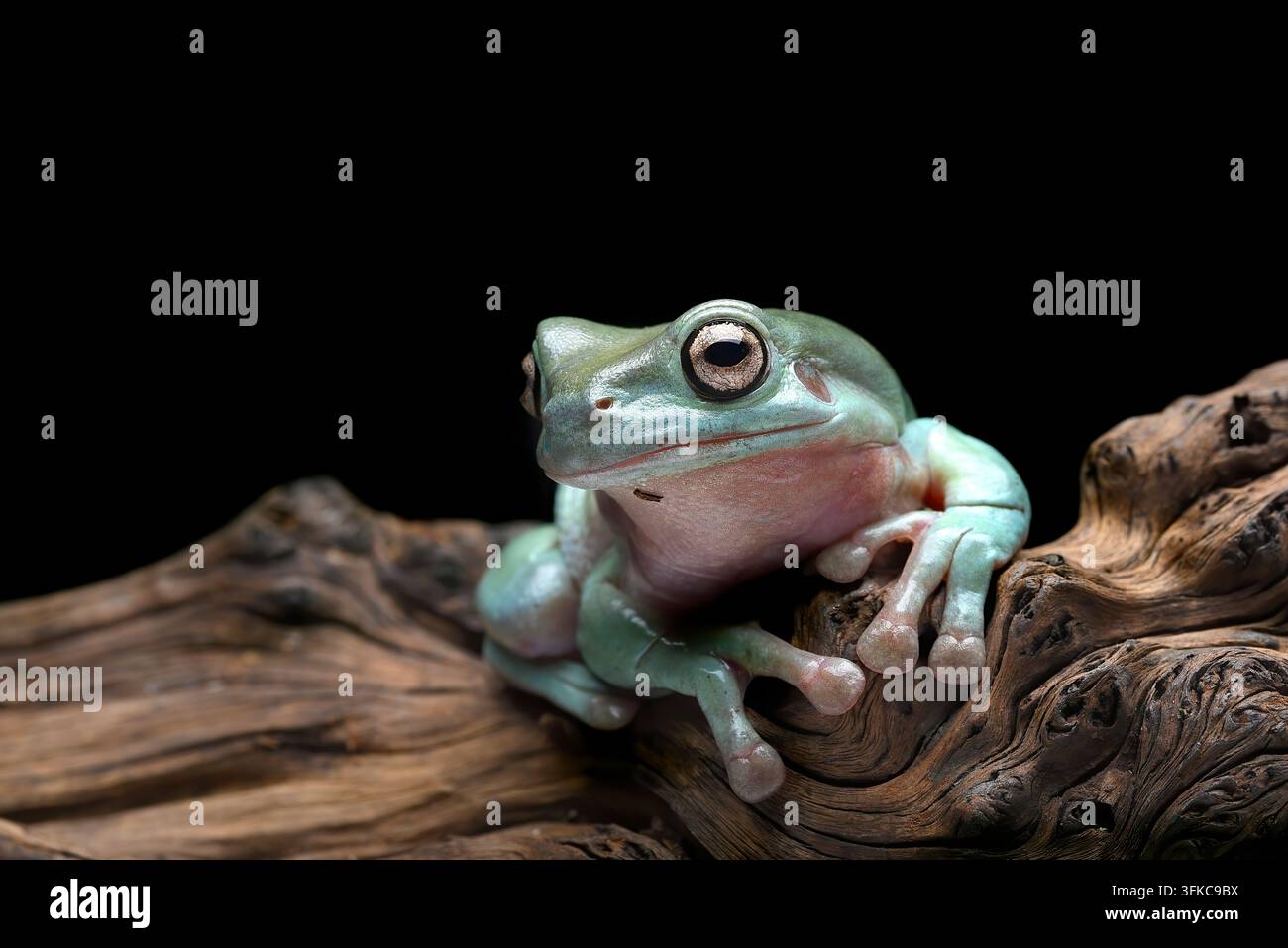 Rana arboricola bianca (Litoria caerulea) appollaiata su un tronco di legno Foto Stock