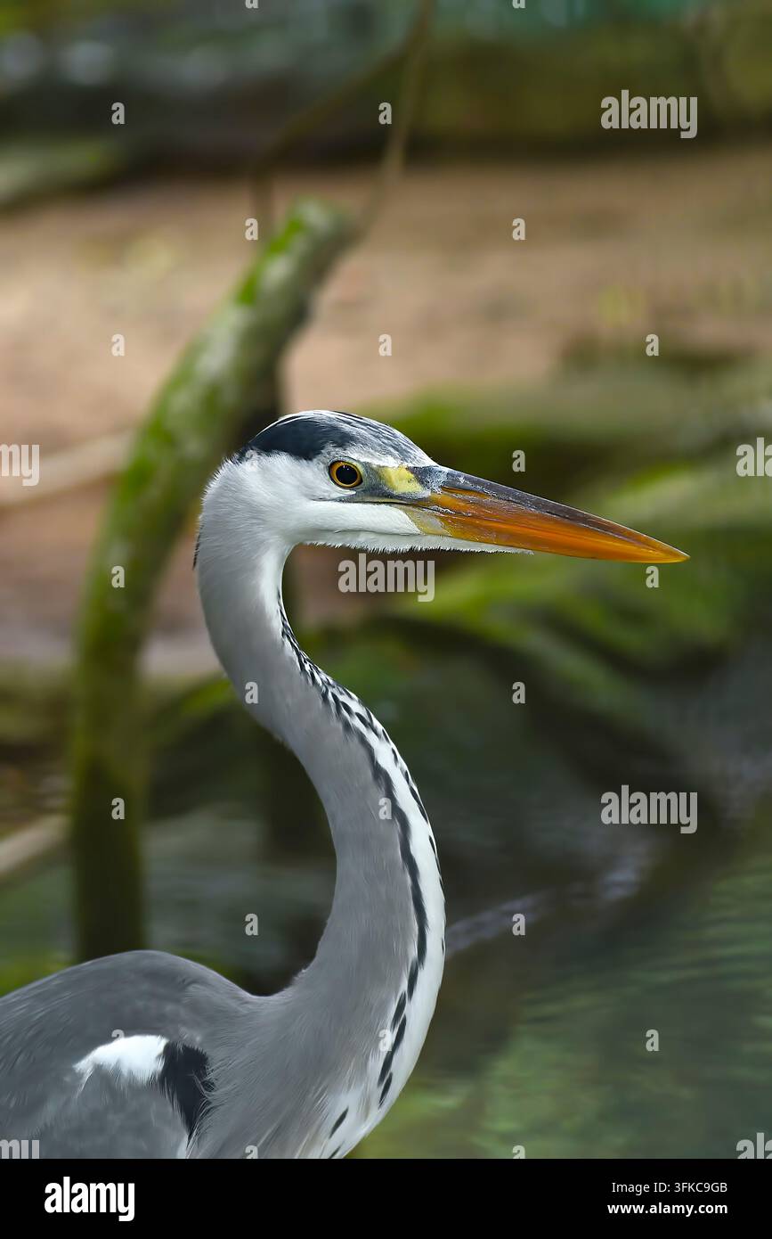 Airone cenerino (Ardea cinerea) Ritratto di profilo in primo piano Foto Stock