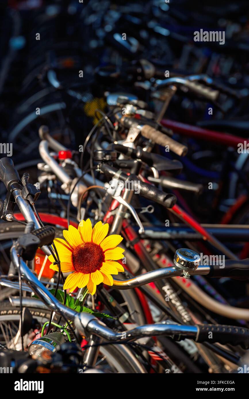 Parcheggio per biciclette con un girasole sul manubrio Foto Stock