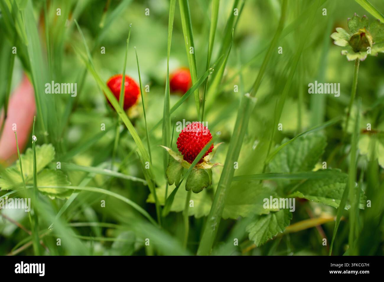 Fragole selvatiche che crescono nell'erba verde Foto Stock