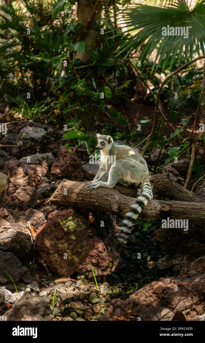 Lemure dalla coda ad anelli con lunga coda striata seduto su un tronco in un recinto zoologico Foto Stock