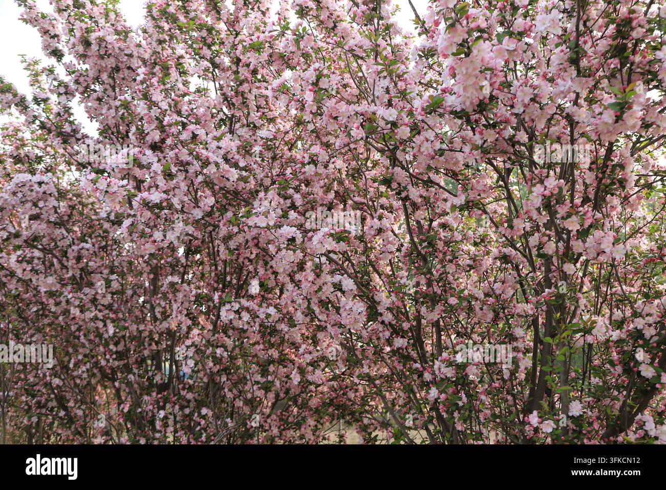 In primavera, grandi grappoli di fiori di melo cinese sbocciano in modo vibrante. Fiori rosa e bianchi ricoprono i rami come nuvole, mostrando la dolce bellezza Foto Stock
