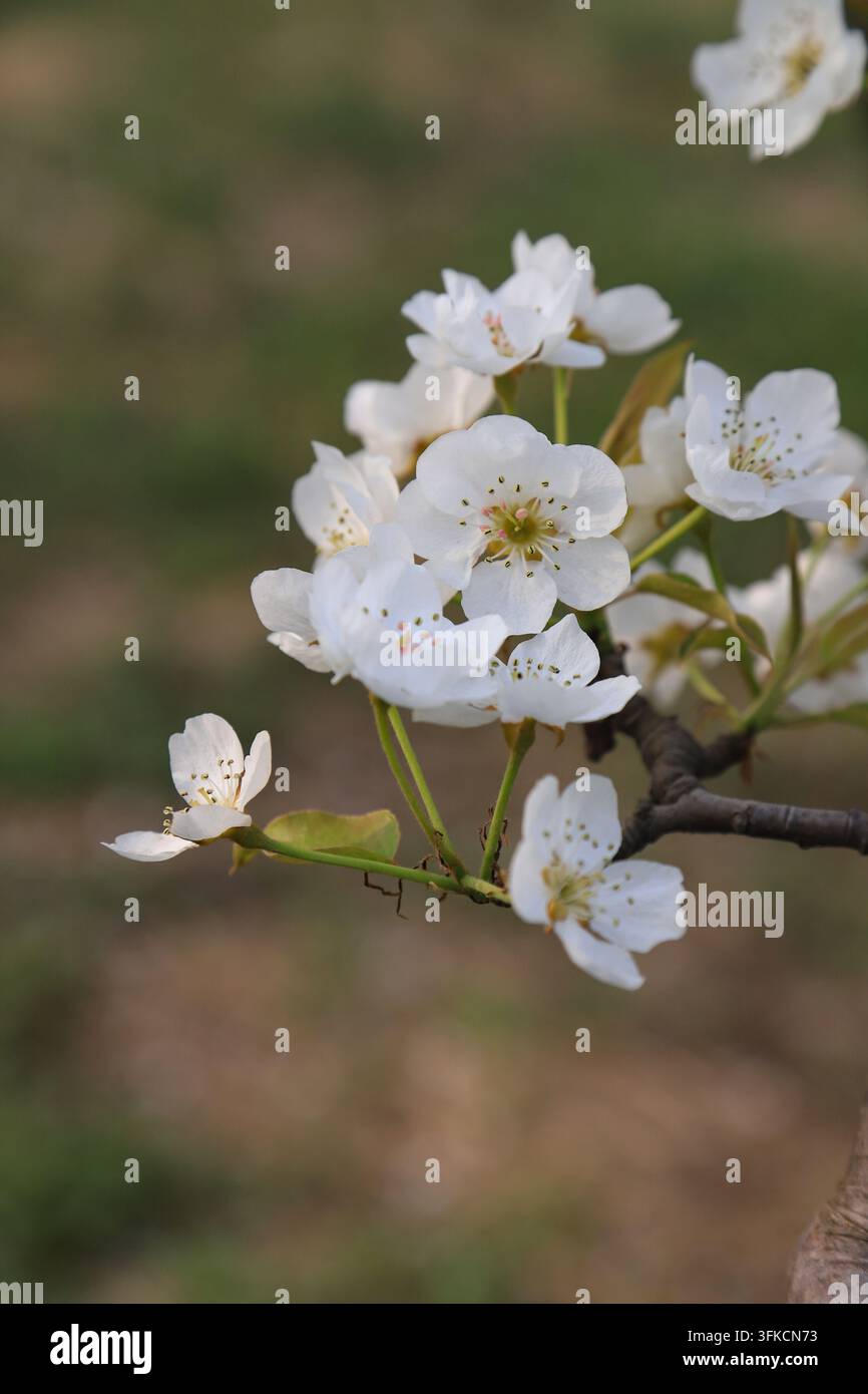 Nella campagna primaverile, un gruppo di fiori di pero di un bianco puro sboccia sul ramo. I fiori a cinque petali circondano delicate stami gialli, coppia Foto Stock