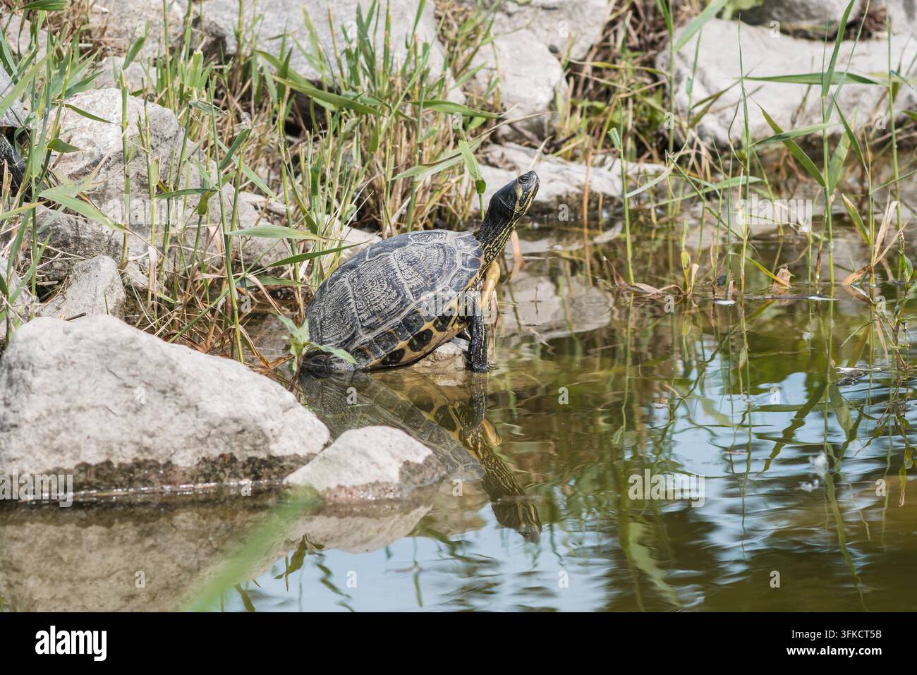 Tartaruga dal ventre giallo (Trachemys scripta scripta) che riposa su una riva rocciosa con il suo riflesso nell'acqua calma. Fotografia naturale della fauna selvatica Foto Stock