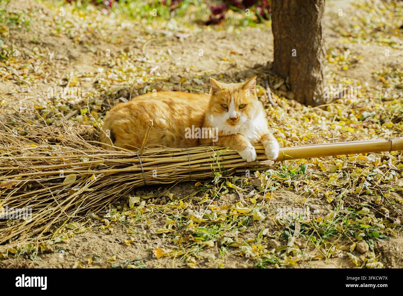Gatto arancione che riposa su una scopa di bambù Foto Stock