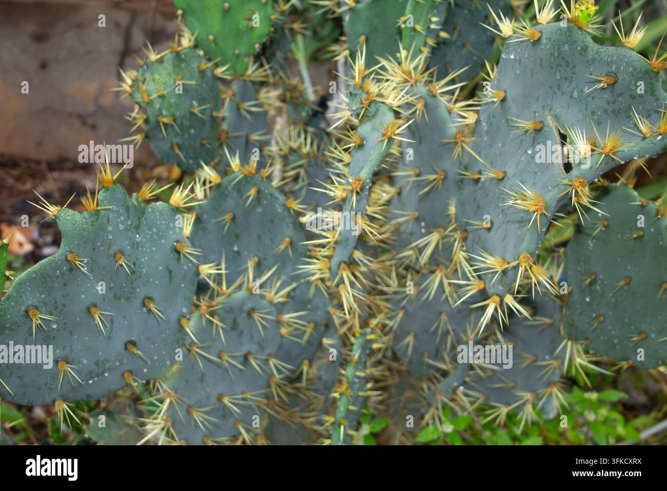 Piante di agave variegata Agave americana con foglie spinose e gocce d'acqua nel giardino di Ibadan, Nigeria Foto Stock