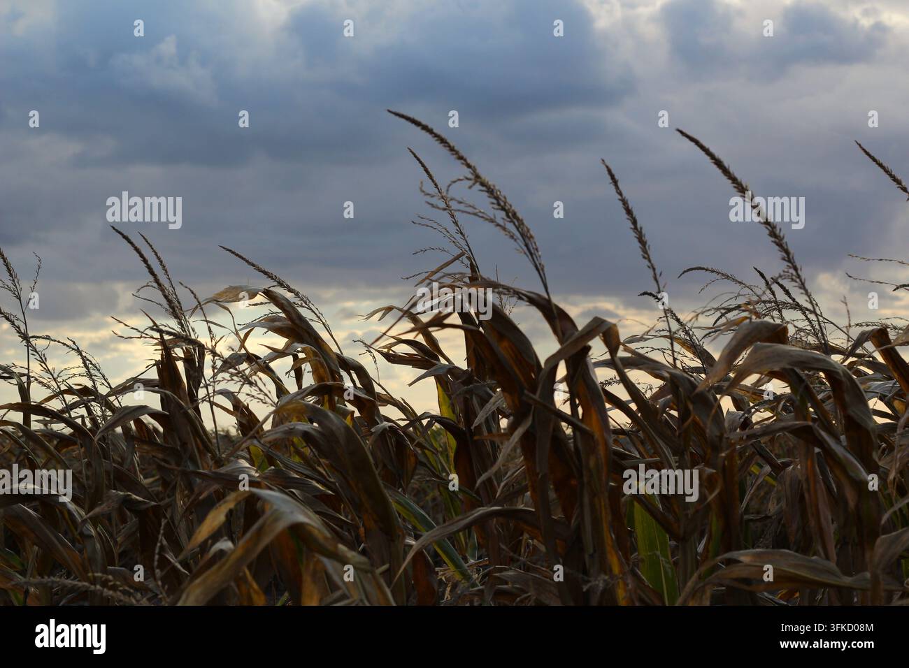 Steli di mais maturi sotto un drammatico cielo serale. Foto Stock