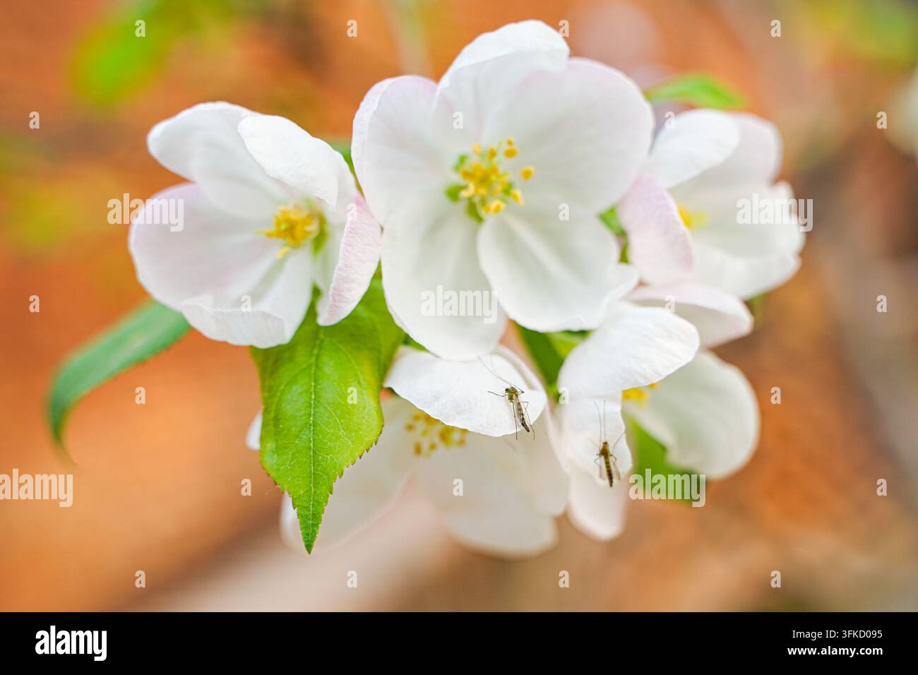 Zanzara che riposa su fiori di melo in primavera Foto Stock