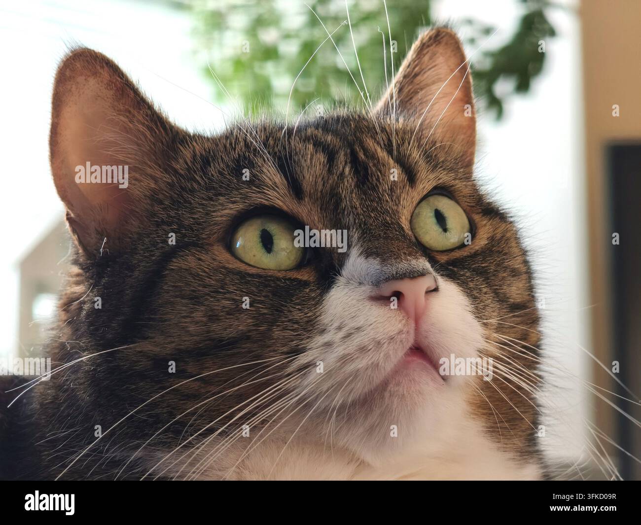 Ritratto ravvicinato di un grazioso gatto tigrato con occhi verdi. - Immagine stock catturata con smartphone