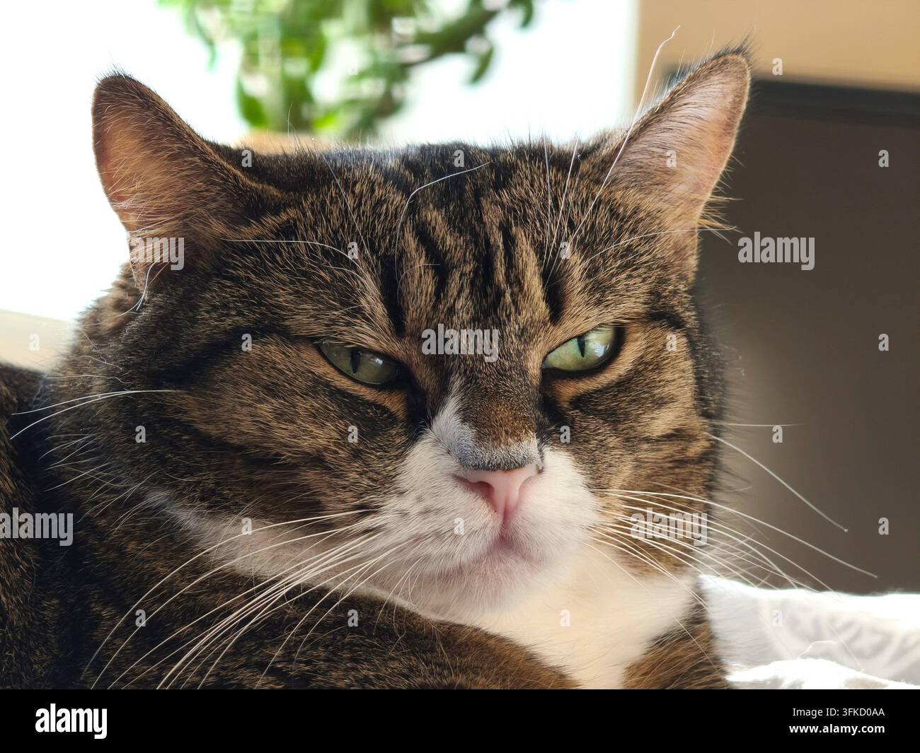 Prima piano di un gatto tigrato assonnato con espressione scontrosa. - Immagine stock catturata con smartphone