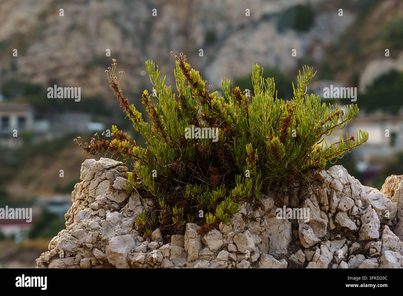 Arbusto verde che cresce da una fessura in una roccia montuosa ruvida, mostrando resilienza botanica e crescita naturale in un paesaggio esterno aspro, mediterraneo Foto Stock