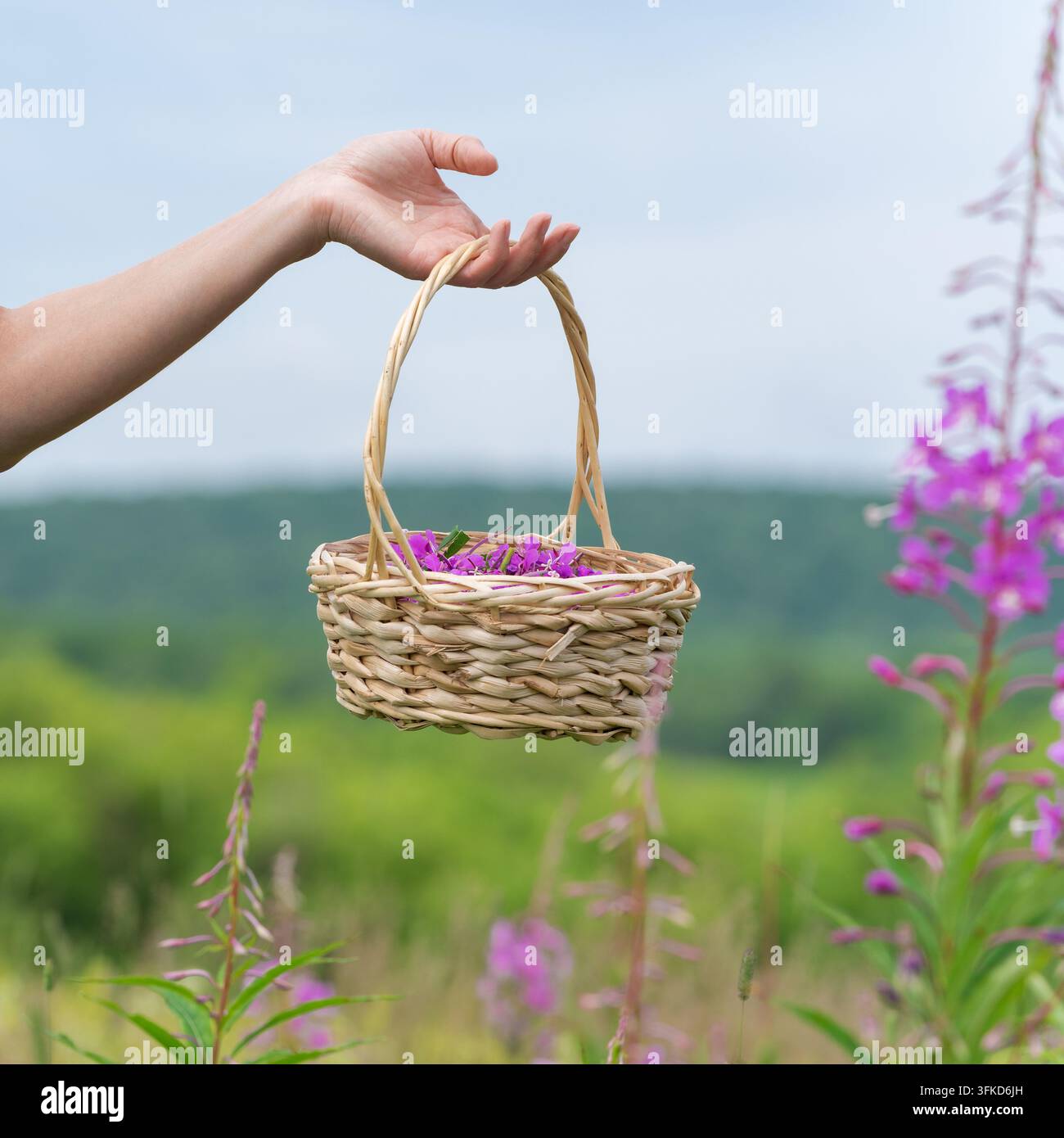 Mano femminile che regge un cesto intrecciato pieno di fiori selvatici viola contro un prato verde e un cielo morbido. Scena estiva all'aperto con luce naturale, profondità di campo poco Foto Stock