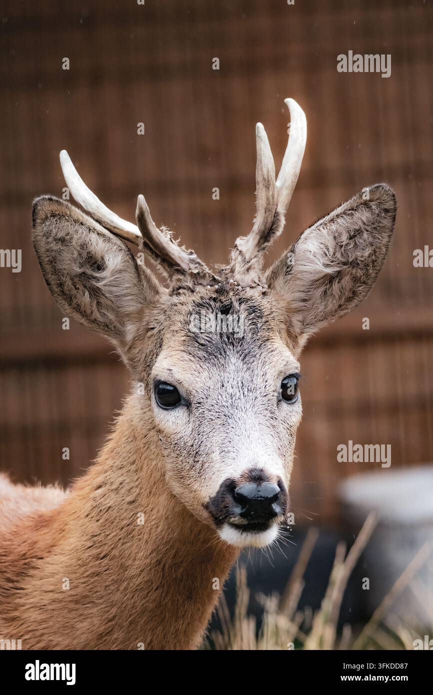 Ritratto verticale alto di un capriolo maschio con corna curate in piedi vicino a muri rustici, luce soffusa e messa a fuoco ravvicinata rendono il pelo e i baffi con chiarezza e Foto Stock