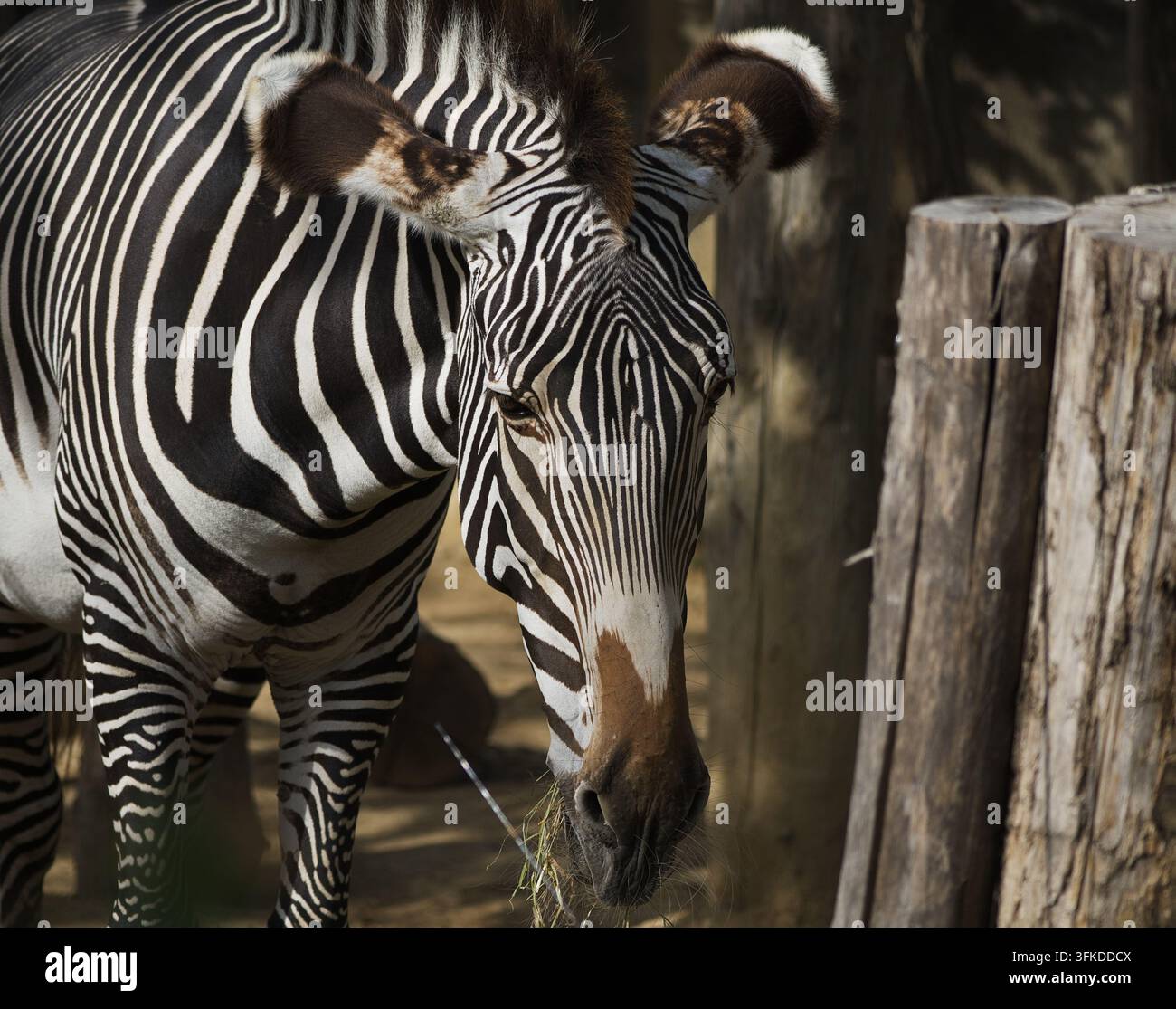 Prima vista della testa di una zebra di Grevy (Equus grevyi) che mangia fieno in un recinto di zoo in una giornata di sole. Foto Stock
