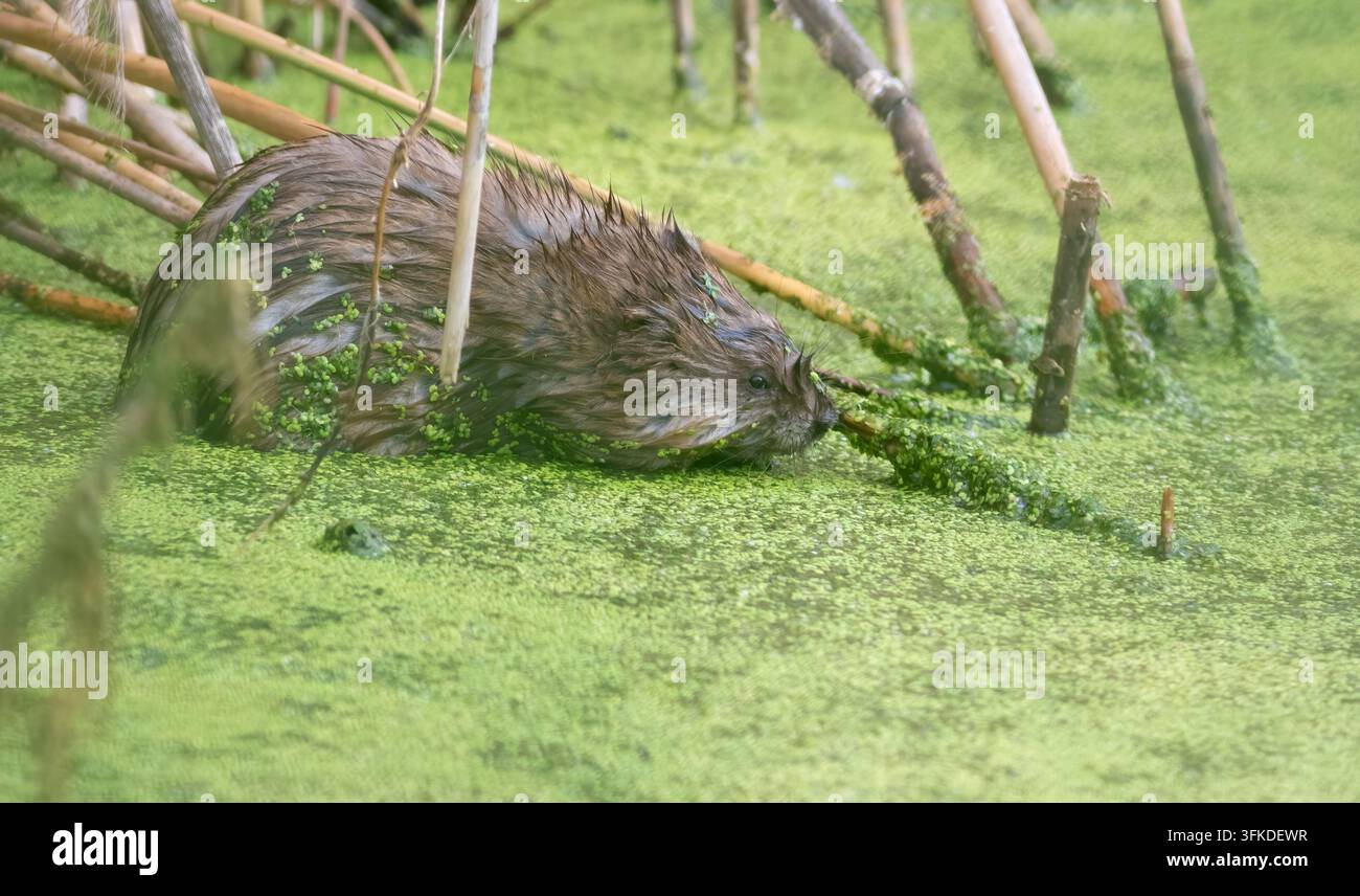 Toporagno muschiato, Ondatra zibethicus. Un animale seduto in uno stagno che mangia piante Foto Stock