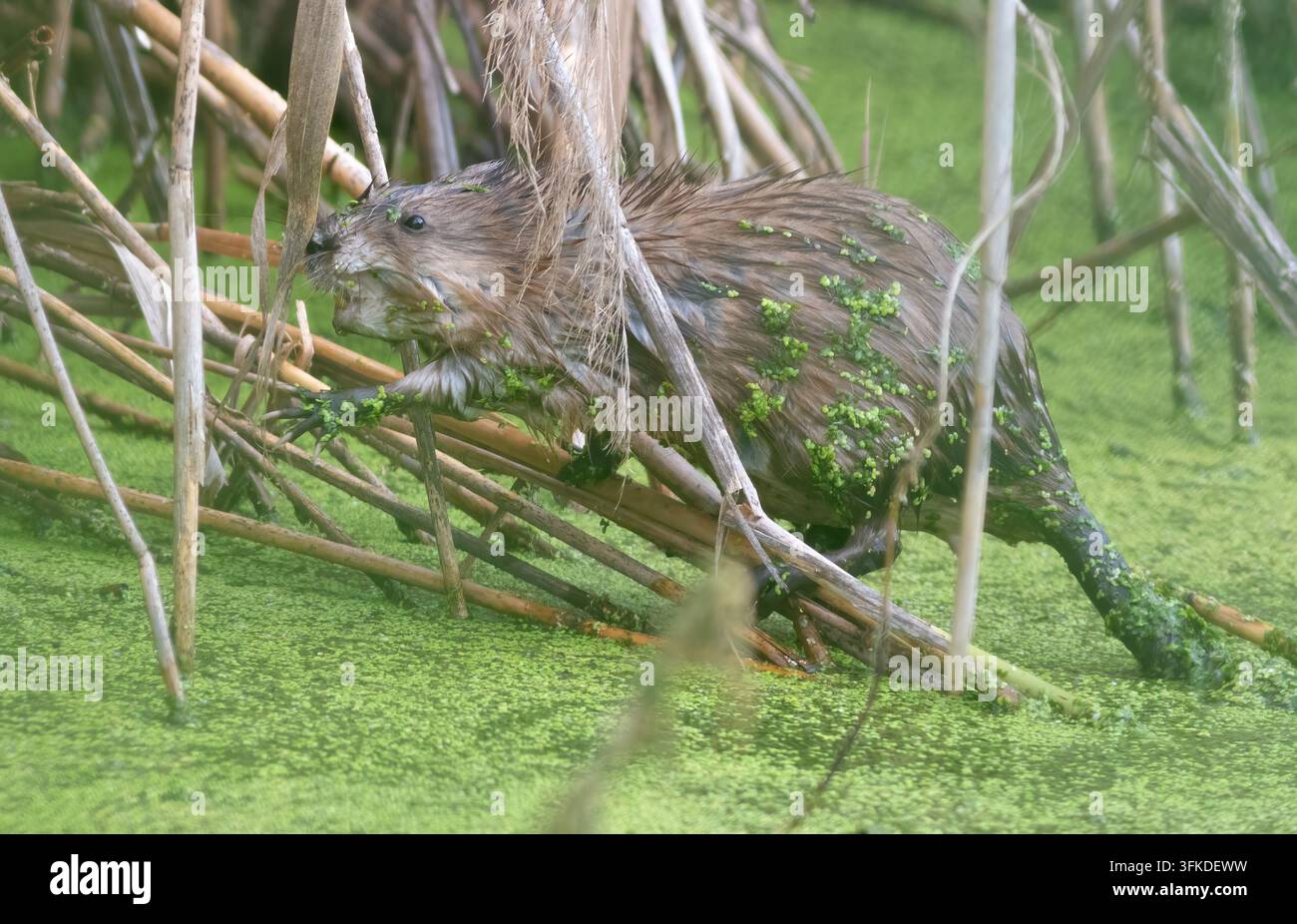 Toporagno muschiato, Ondatra zibethicus. Un animale seduto in uno stagno che mangia piante Foto Stock