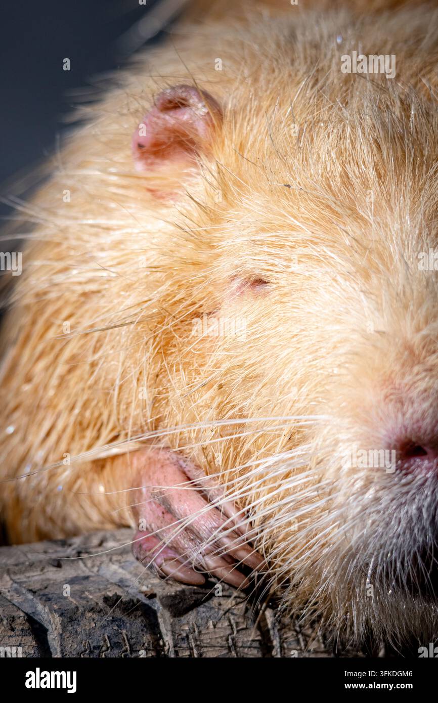 Un primo piano ritagliato rivela l'orecchio, l'occhio e la zampa afferrante di una nutria il cui pelo bagnato luccica alla luce intensa e ogni punta dei baffi si distingue chiaramente offrendo un'intimità Foto Stock