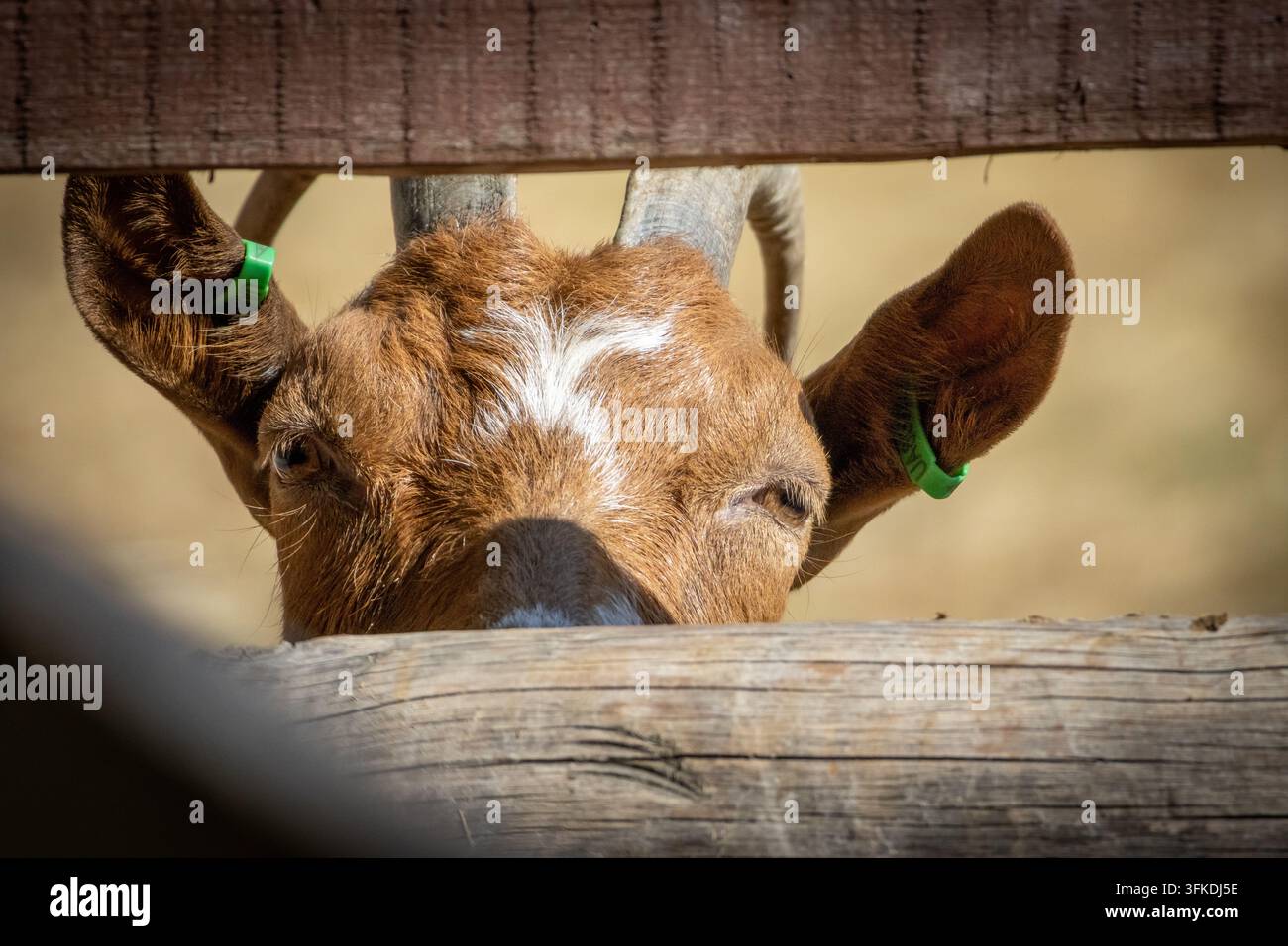 Capra con corna corte e targhette auricolari verdi che sbircia attraverso le assi della stalla, il sole che colpisce il pelo caldo mentre la stretta fessura incornicia un'atmosfera timida e curiosa e il Foto Stock