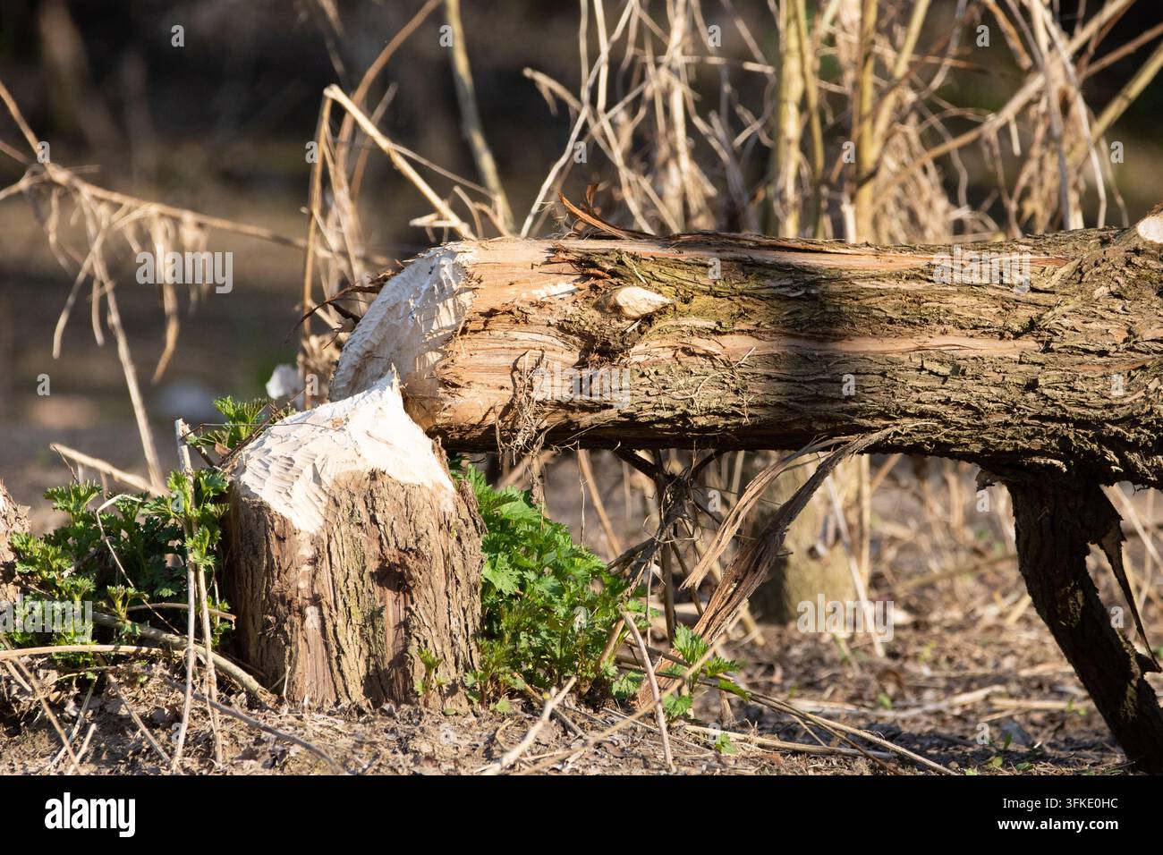 Un primo piano di un tronco e di un ceppo con segni di denti distinti, simili a caccioli, lasciati da un castoro, che mostra evidenze di attività della fauna selvatica in un ambiente naturale Foto Stock