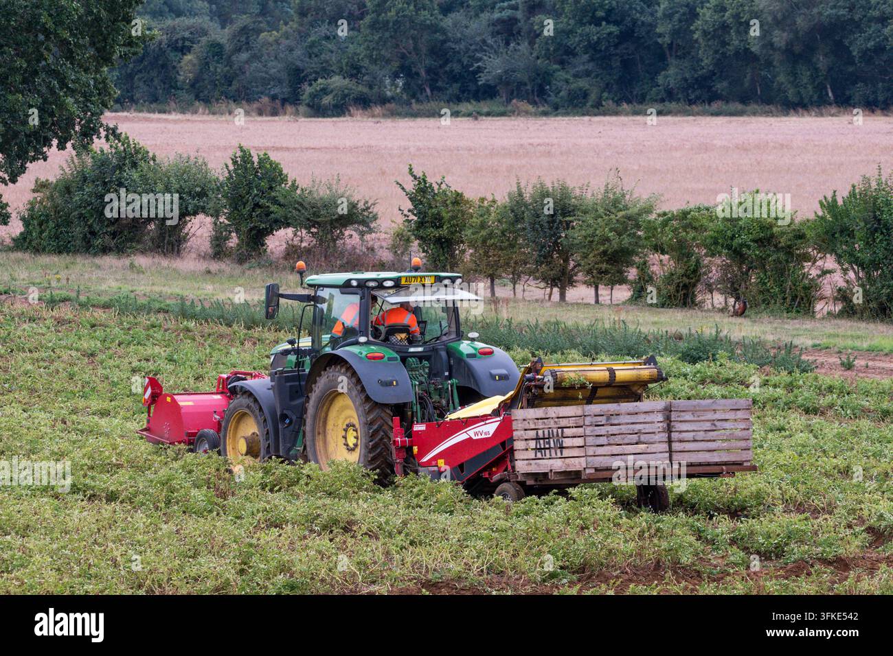 Trattore al lavoro in un campo di colture in crescita, Norfolk. Taglia le cime delle piante di patate. Foto Stock