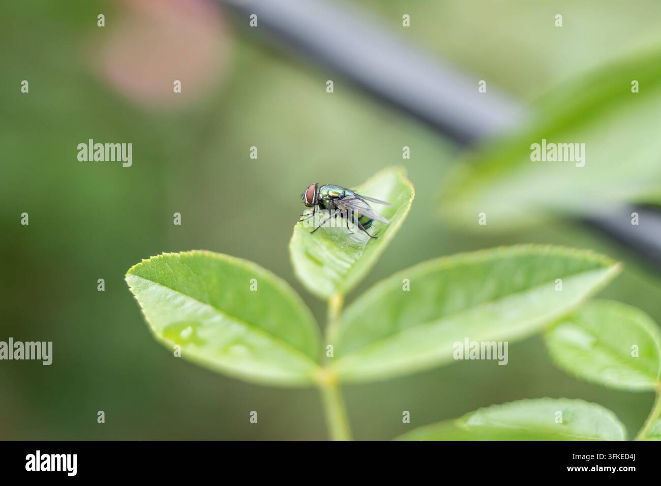 Macro primo piano di una comune mosca verde appoggiata su una foglia verde Foto Stock