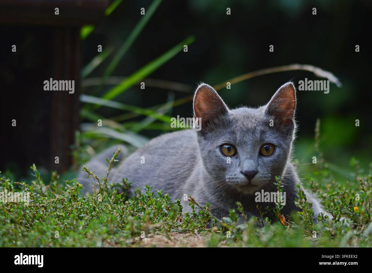Piccola graziosa gatta grigia nel giardino Foto Stock