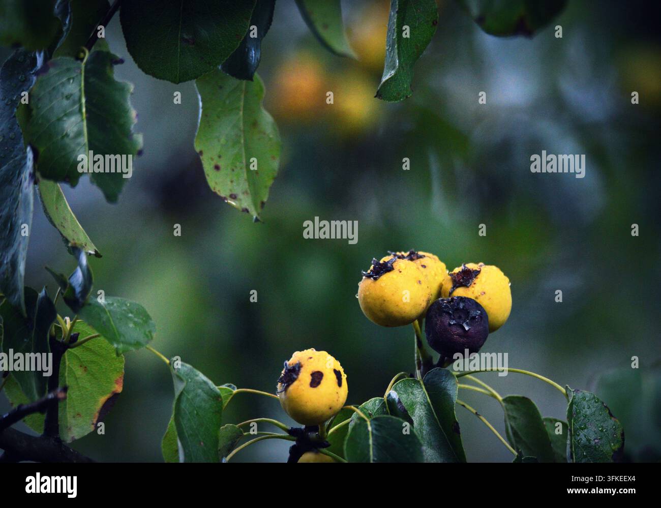 Pera selvatica (Pyrus pyraster) in una mattina d'autunno piovosa Foto Stock