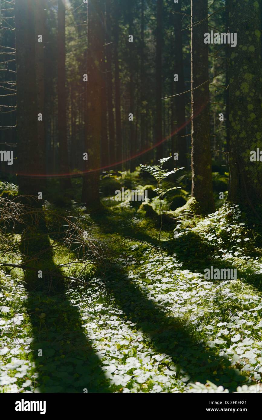 La luce del sole filtra attraverso una fitta foresta di pini, illuminando un piccolo albero giovane e una rigogliosa copertura erbosa verde sul terreno della foresta. Foto Stock